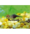 RASBORA HETEROMORPHA BLACK