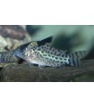 CORYDORAS AGASSIZII