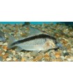 CORYDORAS ARCUATUS