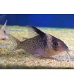 CORYDORAS DELPHAX