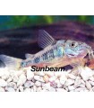 CORYDORAS PALEATUS