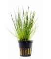 Eleocharis acicularis