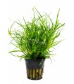 Juncus repens