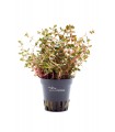 Rotala rotundifolia 'Orange Juice'