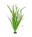 Vallisneria australis (gigantea) - XL