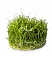 Eleocharis parvula - In Vitro