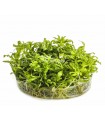 Pogostemon helferi - In Vitro