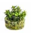 Rotala indica (Ammania 'Bonsai') - In Vitro